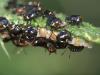 Nezara viridula